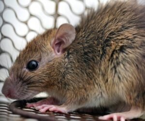 Alerta epidemiológica en República Dominicana: casos de leptospirosis se triplican en lo que va de año